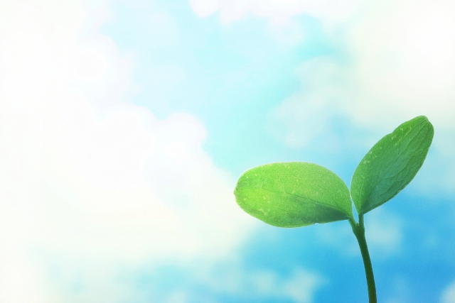 両手で土を包み込み、小さな苗木が芽吹いている様子